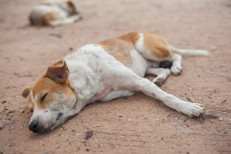 Sad dog recumbent on the groundの写真素材