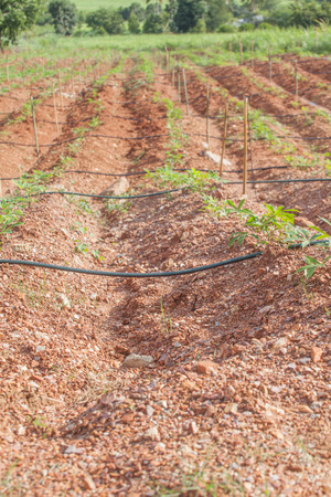 Sprinkler for watering Tapioca plantationの写真素材