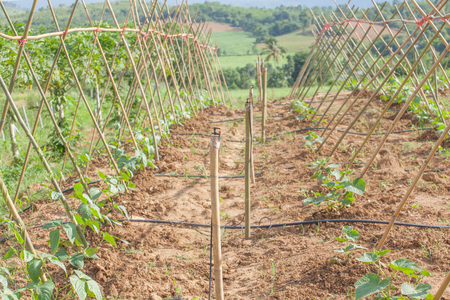 Sprinkler for watering Tapioca plantationの写真素材