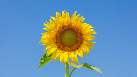 Yellow sunflower and blue skyの写真素材
