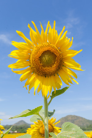sun flowers field in Thailand,sunflowersの写真素材