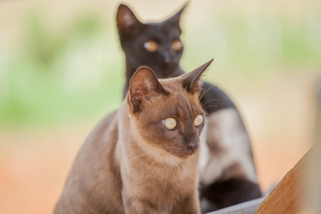 siamese thai,gray catの写真素材