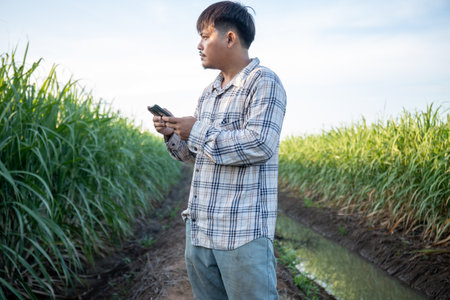 A man is standing in a field of tall green grass. He is looking at his phoneの写真素材