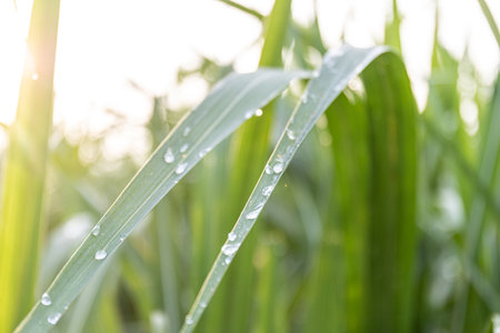 Sugarcane plantations,the agriculture tropical plant in Thailandの写真素材