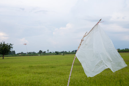 Plastic flags set up in rice fields, it can drive away birds eating the riceの写真素材