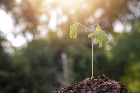 A small plant is growing in the dirt. The plant is green and has a stem. The image has a peaceful...