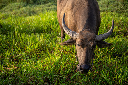 A buffalo is standing in a field of grass, grazing in the fresh morning atmosphere.の写真素材