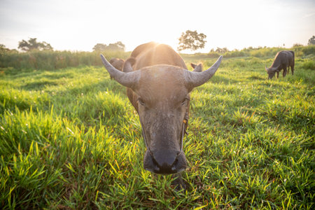 A buffalo is standing in a field of grass, grazing in the fresh morning atmosphere.の写真素材