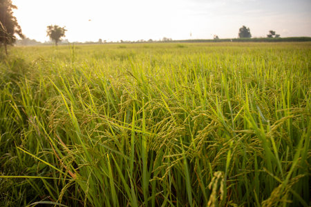 A field of green rice plants with a few drops of water on the leaves. The field is open and the sky is cloudyの写真素材