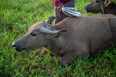 A buffalo is standing in a field of grass, grazing in the fresh morning atmosphere.の写真素材