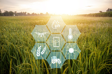 rice field with a hexagon shape and a variety of icons including a tractor, a drone, a thermometer, and a water dropletの写真素材