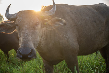 A buffalo is standing in a field of grass, grazing in the fresh morning atmosphere.の写真素材