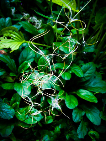 Lush Green Leaves in Forest Bushの写真素材