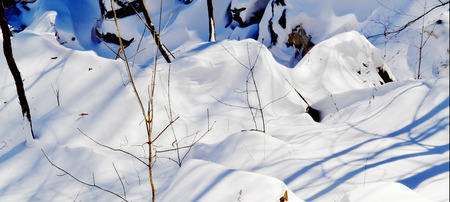 Tree Shadows in the Winter Snowの写真素材