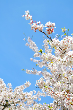 Cherry Blossoms Flowers in Blue Skyの写真素材