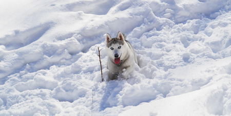 Husky Dog Sitting in Snowの写真素材