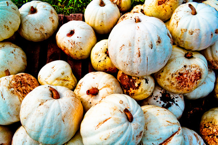 Giant White Pumpkin Squashの写真素材