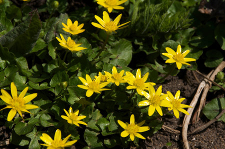 Spring flowers