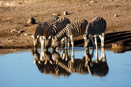 Zebras and their reflections at a waterhole in Etoshaの写真素材