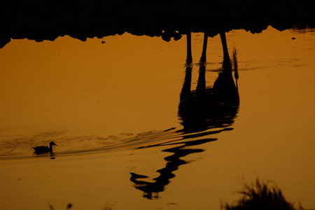 reflection of a Giraffe in a waterhole in Etoshaの写真素材