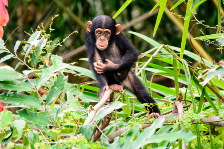 Young curious Chimp watching intentlyの写真素材