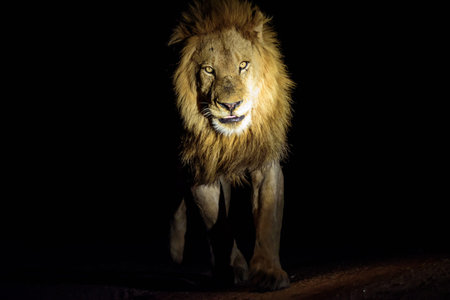 male Lion on patrol at night