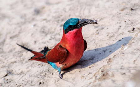 Southern Carmine Bee-eater with a bee in its beakの写真素材