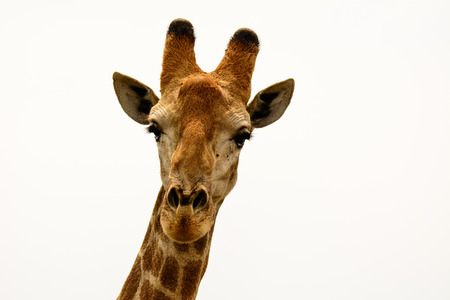 Head shot of a Giraffeの写真素材