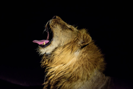 Night time yawn of a male Lionの写真素材