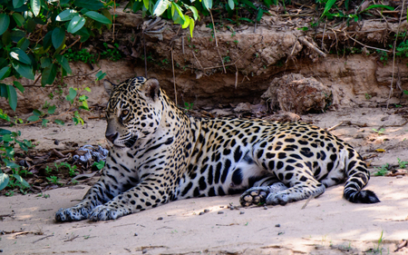 Jaguar resting on the banks of the Cuiaba river in the Pantanalの写真素材