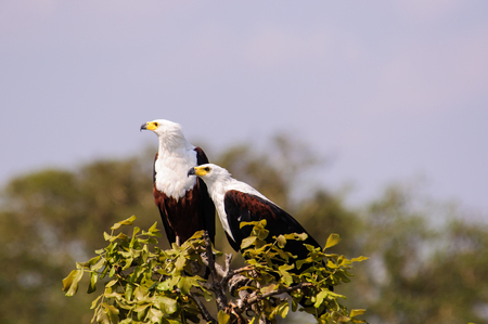 A pair of African fish eagles in the tree topsの写真素材