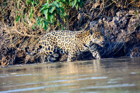 Jaguar prowling paddling in the Ciuaba riverの写真素材