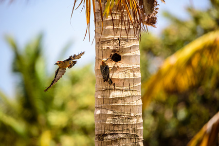 Red Crowned Woodpecker flying from its nestの写真素材