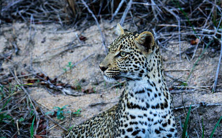 Head and shoulders shot of a young Leopardの写真素材