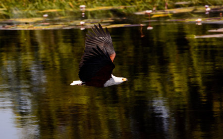 African Fish Eagle in flight