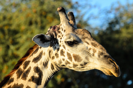 Profile of the head of a Giraffeの写真素材