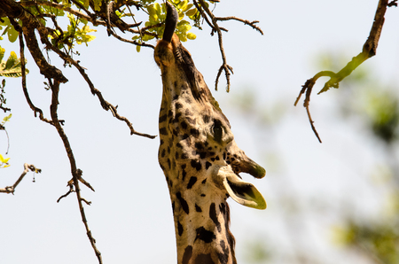 Long Tongue of a Giraffe eating the leaves of a treeの写真素材