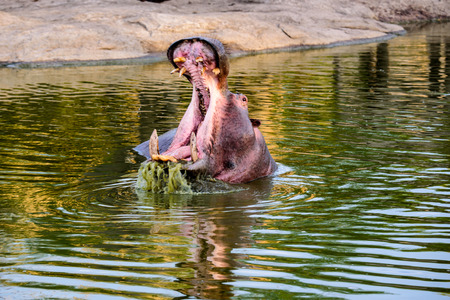 Hippo gaping,mouth wide openの写真素材