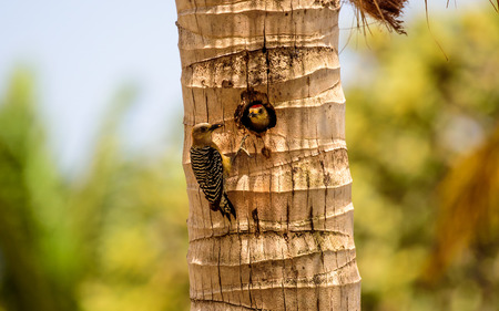 Male and female red crowned Woodpecker at their nest siteの写真素材