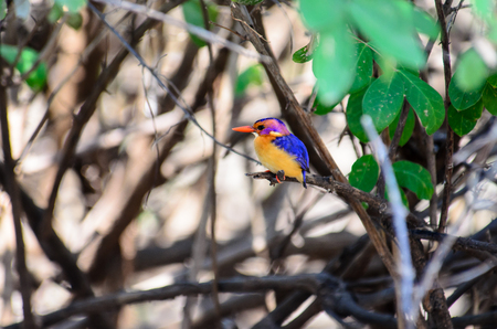 African pygmy Kingfisherの写真素材