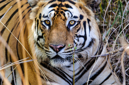 the eyes of a Tigerの写真素材