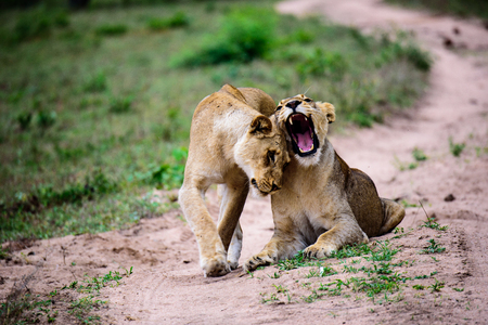 Lionesses greeting each otherの写真素材