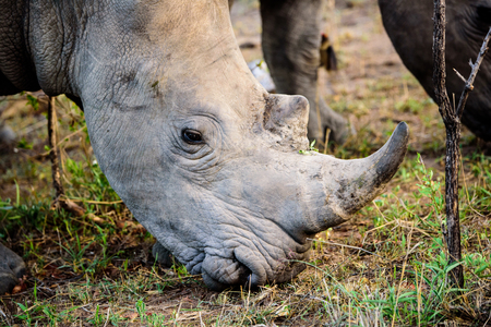 Head shot of a Rhinoの写真素材