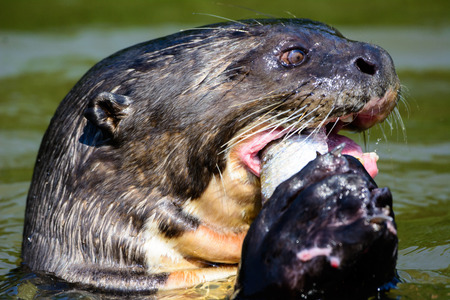 Close up of a giant Otter eating a freshly caught fishの写真素材