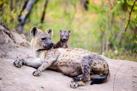 Hyena with pupの写真素材