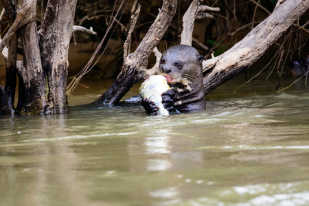Giant Otter with its supperの写真素材