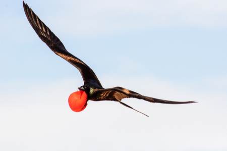 Male Frigate bird in flightの写真素材