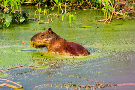 Capybara in a pond full of algaeの写真素材