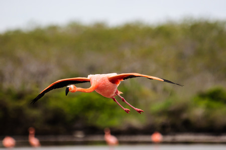 Flamingo in flightの写真素材