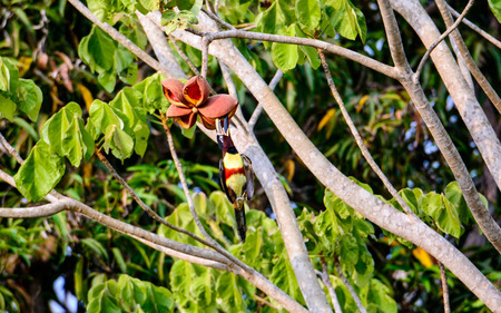 Aracari feeding on flowersの写真素材